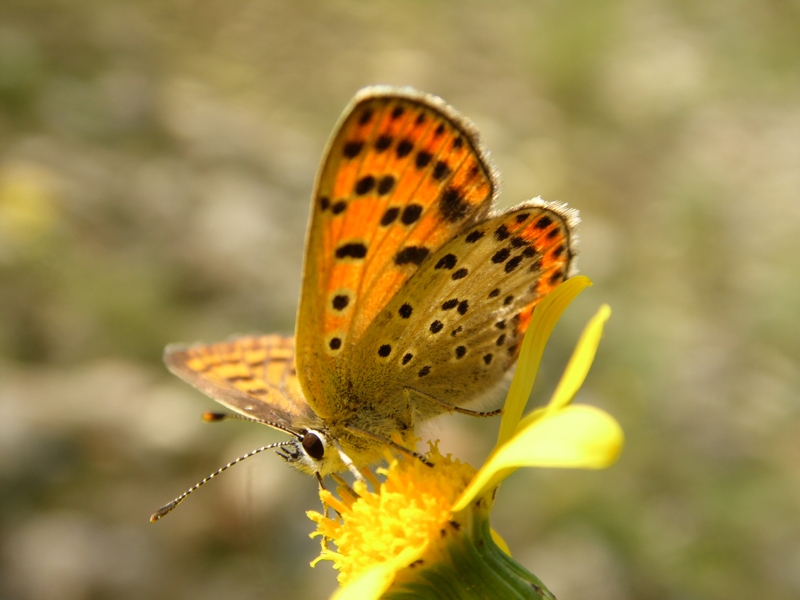 Lycaena tityrus?